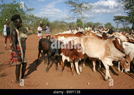 Hamer Tribesman donne sur les Bulls après son Bull-saut Initiation, vallée de l'Omo, Ethiopie Banque D'Images