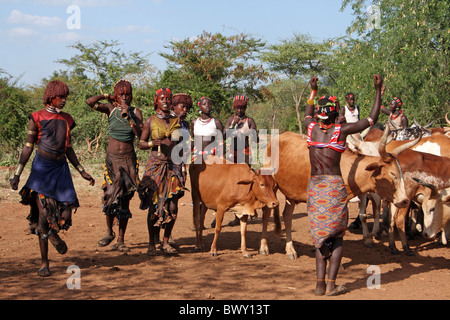 Soeurs de l'Initié dansent et chantent autour du taureaux, Hamer-Jumping Bull Cérémonie, vallée de l'Omo, Ethiopie Banque D'Images