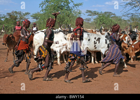 Soeurs de l'Initié dansent et chantent autour du taureaux, Hamer-Jumping Bull Cérémonie, vallée de l'Omo, Ethiopie Banque D'Images