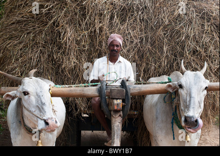 Indian bullock panier et conducteur transportant de la paille de riz récolté. Puttaparthi, Andhra Pradesh, Inde Banque D'Images