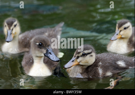 Canard colvert Anas platyrhynchos. Quatre canetons nager sur un étang au printemps, Lincolnshire, Royaume-Uni. Banque D'Images