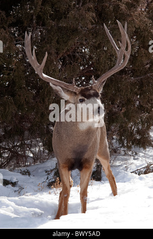 Le Cerf mulet Odocoileus hemionus buck Rio Grande Comté Colorado USA Banque D'Images