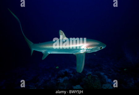 Requin-renard pélagique- Alopias pelagicus- Banque D'Images