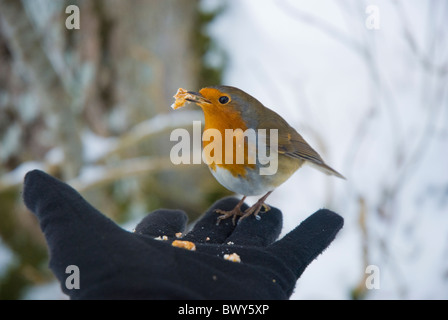Robin miettes de manger une main gantée en hiver woodland, Cumbria, Lake District Banque D'Images