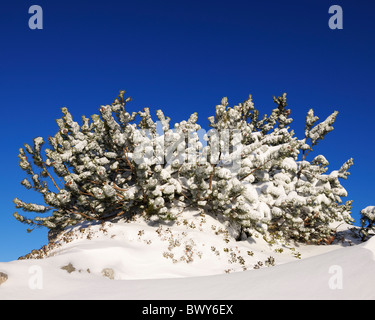 Pin des montagnes couvertes de neige,, Steinplatte Waidring, Tyrol, Autriche Banque D'Images