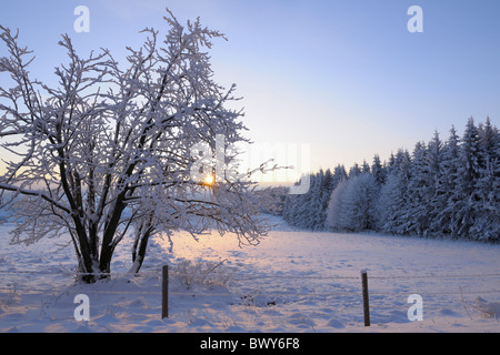 Arbres couverts de neige à Sunirse, Wasserkuppe, Rhon Mountains, Hesse, Allemagne Banque D'Images