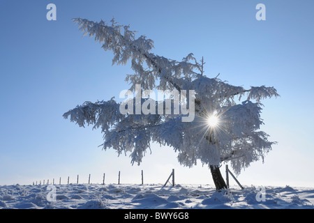 Couvert de neige, arbres conifères Wasserkuppe, montagnes Rhon, Hesse, Allemagne Banque D'Images