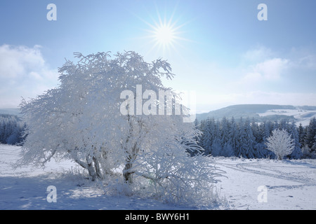 Arbre couvert de neige, Wasserkuppe, Rhon Mountains, Hesse, Allemagne Banque D'Images