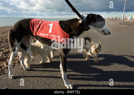 Un lévrier et un Terrier West Highland, lors d'une promenade sur le front de mer de Brighton Banque D'Images