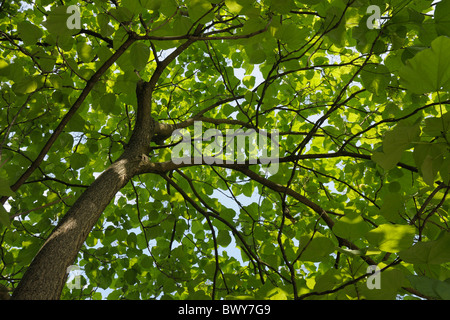 Arbre généalogique de haricots indiens, Bad Harzburg, Goslar, Harz, Basse-Saxe, Allemagne Banque D'Images