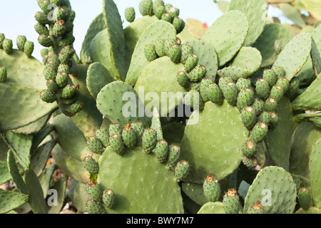 Cactus, Pantelleria, Sicile, Italie Banque D'Images