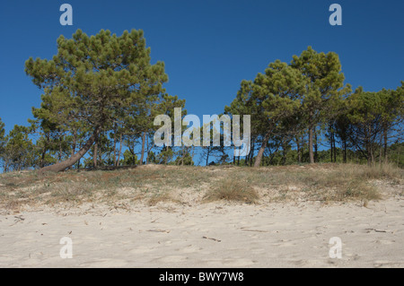 Les pins maritimes dans les dunes de sable. La Galice, Espagne. Banque D'Images