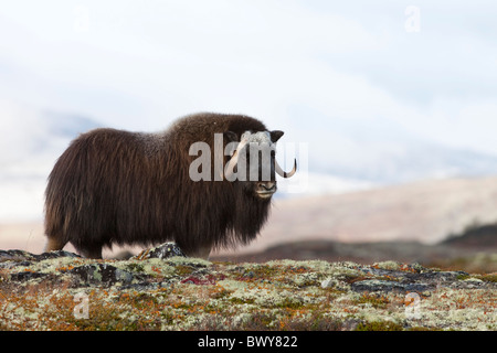 Le boeuf musqué, le Parc National de Dovrefjell Sunndalsfjella, Norvège Banque D'Images