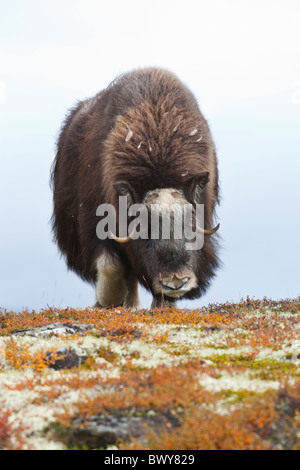 Les Boeufs musqués, Dovrefjell-Sunndalsfjella Parc National, Norvège Banque D'Images