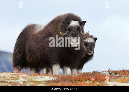 Boeuf musqué femelle et son veau, Dovrefjell-Sunndalsfjella Parc National, Norvège Banque D'Images