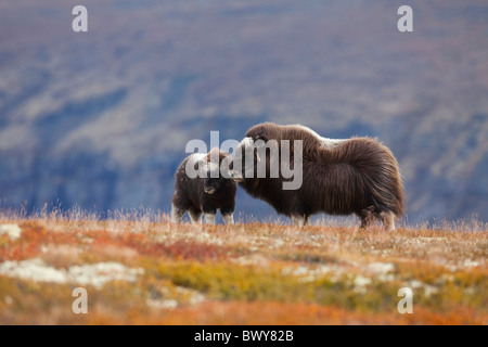 Boeuf musqué femelle et son veau, Dovrefjell-Sunndalsfjella Parc National, Norvège Banque D'Images