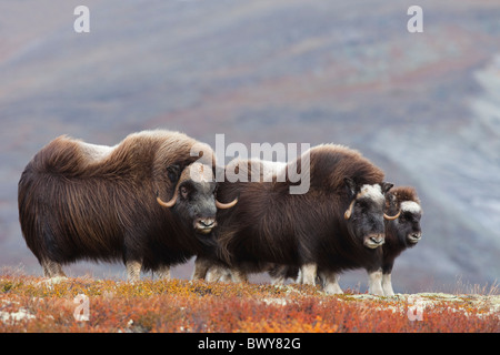 Le bœuf musqué, le Dovrefjell Sunndalsfjella Parc National, Norvège Banque D'Images
