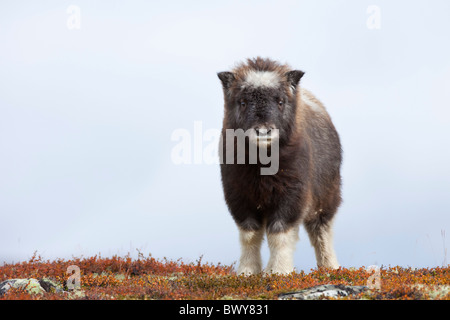 Veau Boeuf musqué, Dovrefjell-Sunndalsfjella Parc National, Norvège Banque D'Images