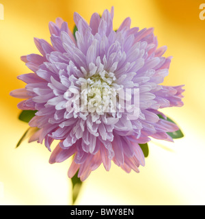 Aster mauve magnifique en pleine floraison Jane-Ann Butler Photography JABP872 Banque D'Images