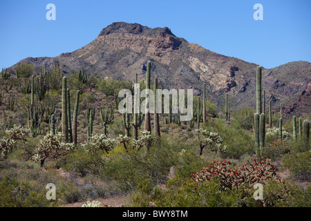 Saguaro Cactus tuyau d'orgue et orgue, Pipe National Park, Arizona, USA Banque D'Images