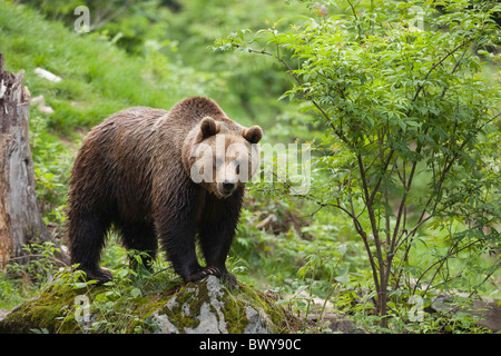 L'ours brun, le Parc National de la forêt bavaroise, Bavière, Allemagne Banque D'Images