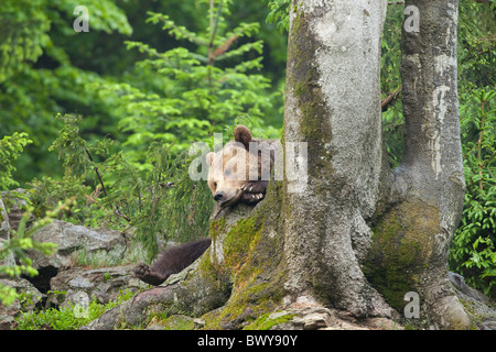 Ours brun mâle reposant sur tronc d'arbre, Parc National de la forêt bavaroise. La Bavière, Allemagne Banque D'Images