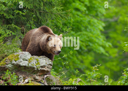 L'ours brun, le Parc National de la forêt bavaroise. La Bavière, Allemagne Banque D'Images