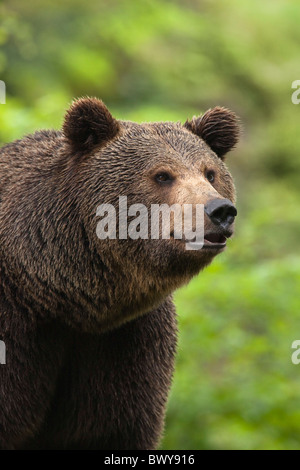 L'ours brun, le Parc National de la forêt bavaroise, Bavière, Allemagne Banque D'Images