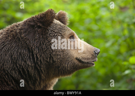 L'ours brun, le Parc National de la forêt bavaroise, Bavière, Allemagne