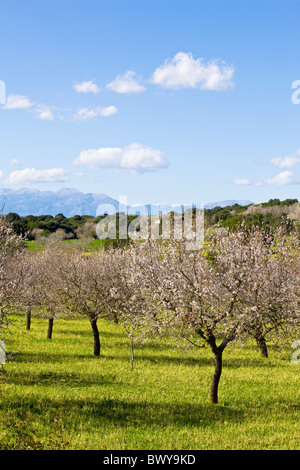 Les Amandiers, Mallorca, Espagne Banque D'Images