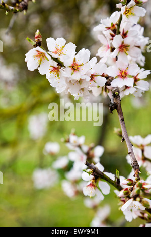 Close-up of Almond Blossom, Mallorca, Espagne Banque D'Images