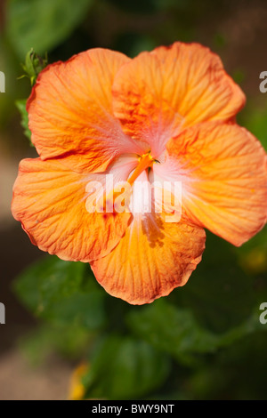 Fleur d'hibiscus, Baja California Sur, Mexique Banque D'Images