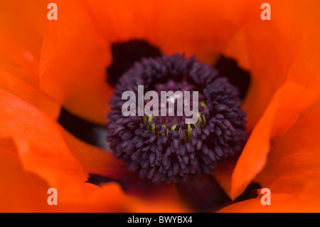 Une seule macro image   Papaver orientale de pavot oriental rouge Banque D'Images