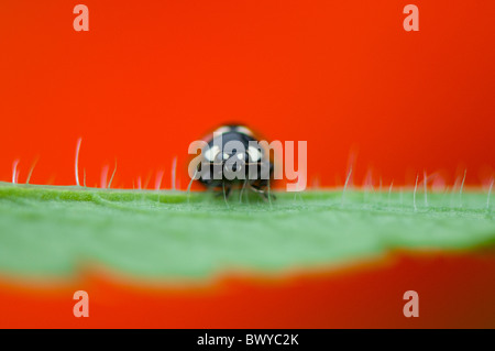 Close-up, macro image d'un 7-spot Ladybird - Coccinella septempunctata reposant sur le rouge vibrant d'un pétale de fleur de pavot oriental. Banque D'Images