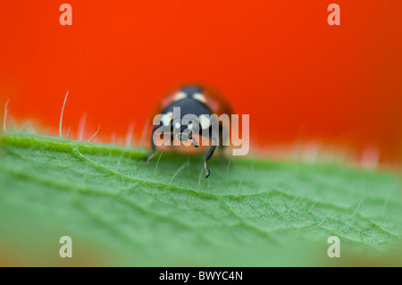 Close-up, macro image d'un 7-spot Ladybird - Coccinella septempunctata reposant sur le rouge vibrant d'un pétale de fleur de pavot oriental. Banque D'Images