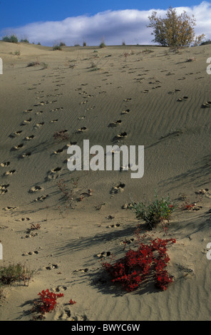 Traces d'animaux, de l'Alaska autumn beach pistes caribou grand désert de dunes de sable Kobuk Kobuk Valley national nature Banque D'Images