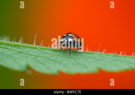 Close-up, macro image d'un 7-spot Ladybird - Coccinella septempunctata reposant sur le rouge vibrant d'un pétale de fleur de pavot oriental. Banque D'Images