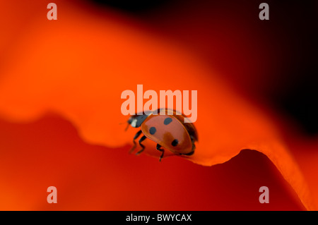 Close-up, macro image d'un 7-spot Ladybird - Coccinella septempunctata reposant sur le rouge vibrant d'un pétale de fleur de pavot oriental. Banque D'Images