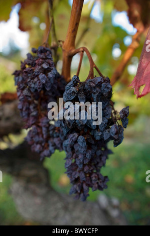 Sur vigne raisin flétri Banque D'Images