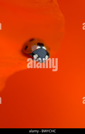 Close-up, macro image d'un 7-spot Ladybird - Coccinella septempunctata reposant sur le rouge vibrant d'un pétale de fleur de pavot oriental. Banque D'Images