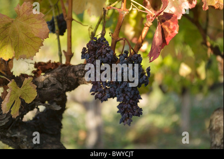 Flétri sur la vigne raisins Banque D'Images