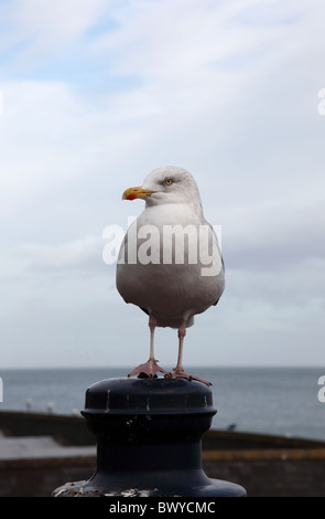 Seagull sur haut de lampadaire Llandudno North Wales Banque D'Images