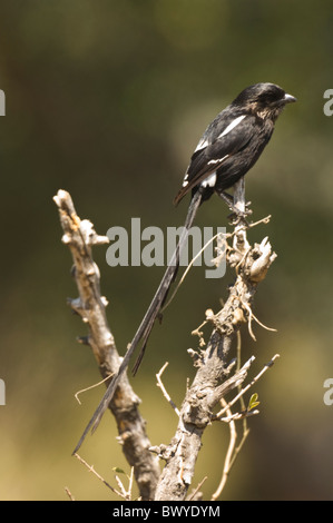 Pie-grièches Corvinella melanoleuca Parc National Kruger en Afrique du Sud Banque D'Images