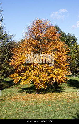 BETULA LENTA. Bouleau CERISIER DOUX OU EN AUTOMNE À BIRCH TREE RHS WISLEY UK. Banque D'Images