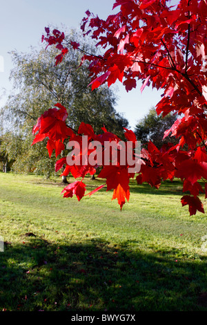 ACER RUBRUM. Gloire d'octobre. En automne de l'érable. UK. Banque D'Images