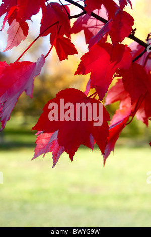 ACER RUBRUM. Gloire d'octobre. En automne de l'érable. UK. Banque D'Images