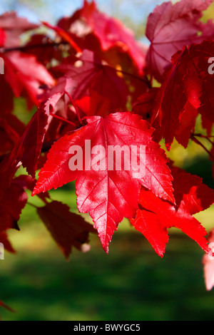 ACER RUBRUM. Gloire d'octobre. En automne de l'érable. UK. Banque D'Images