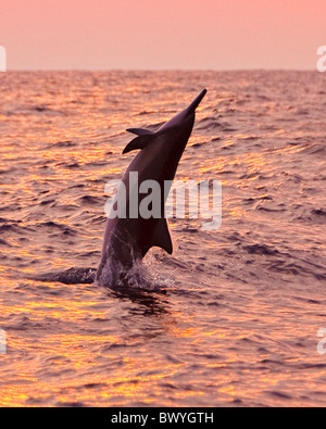 Hawaiian dauphin à long bec Stenella longirostris, longirostris, saut au coucher du soleil au large de la côte de Kona, Big Island, Hawaii, USA, Pacifique Banque D'Images