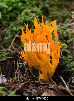 (Calocera viscosa Staghorn jaune) Banque D'Images