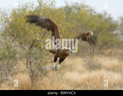 Bateleur Terathopius ecaudatus Parc National Kruger en Afrique du Sud Banque D'Images
